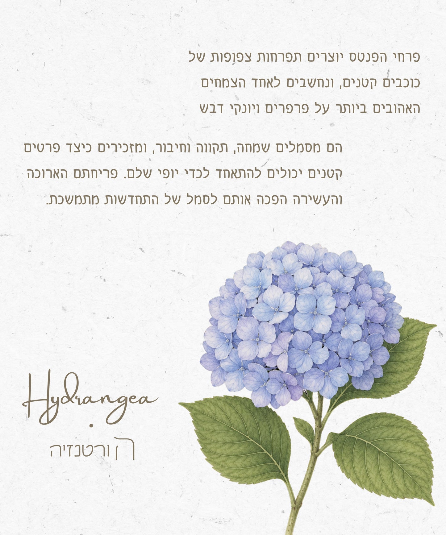 שרשרת מושחלת פרח הורטנזיה