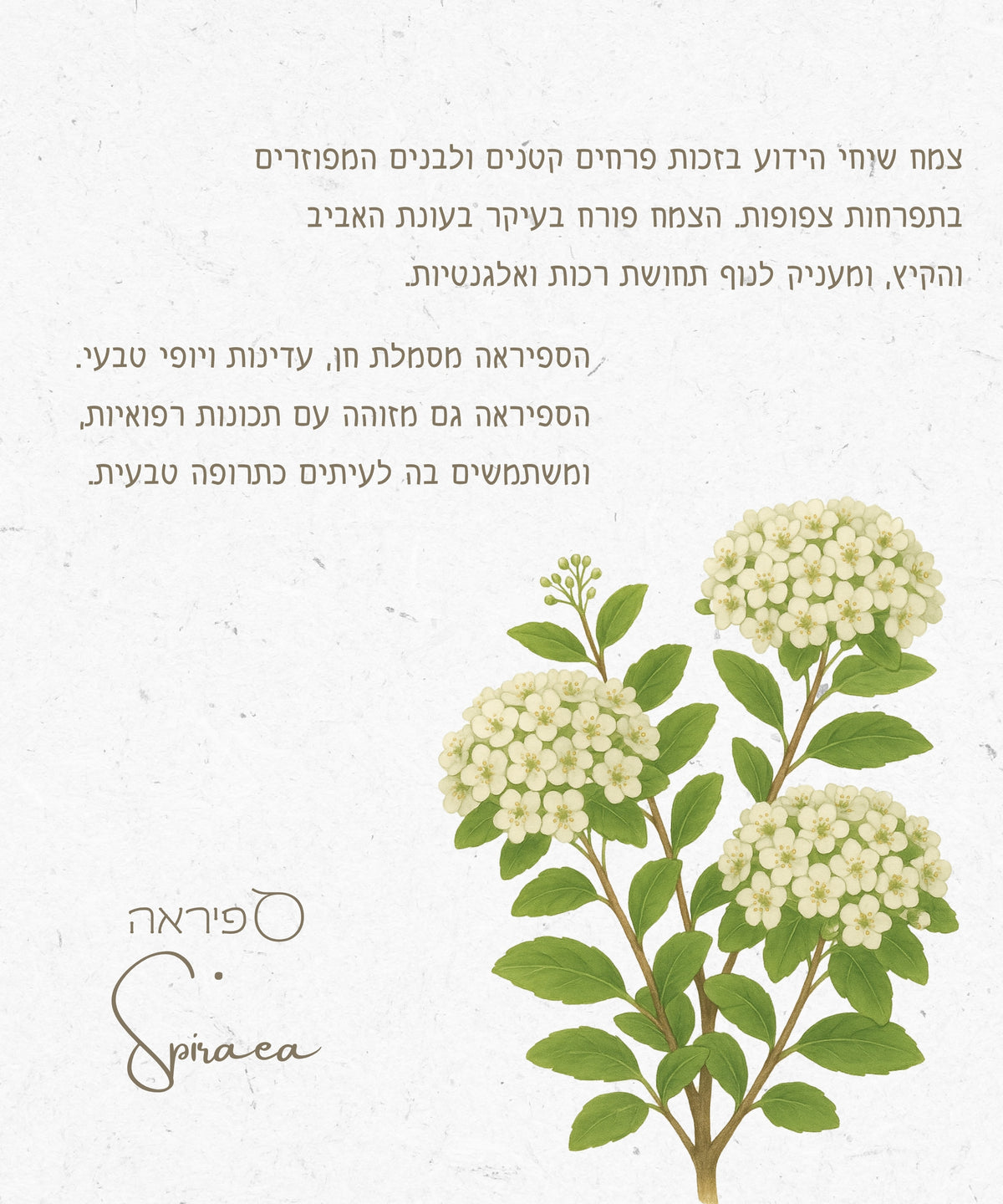 שרשרת פרח ספיראה