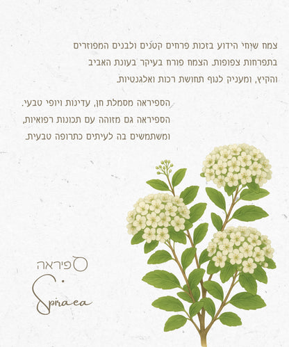 שרשרת פרח ספיראה