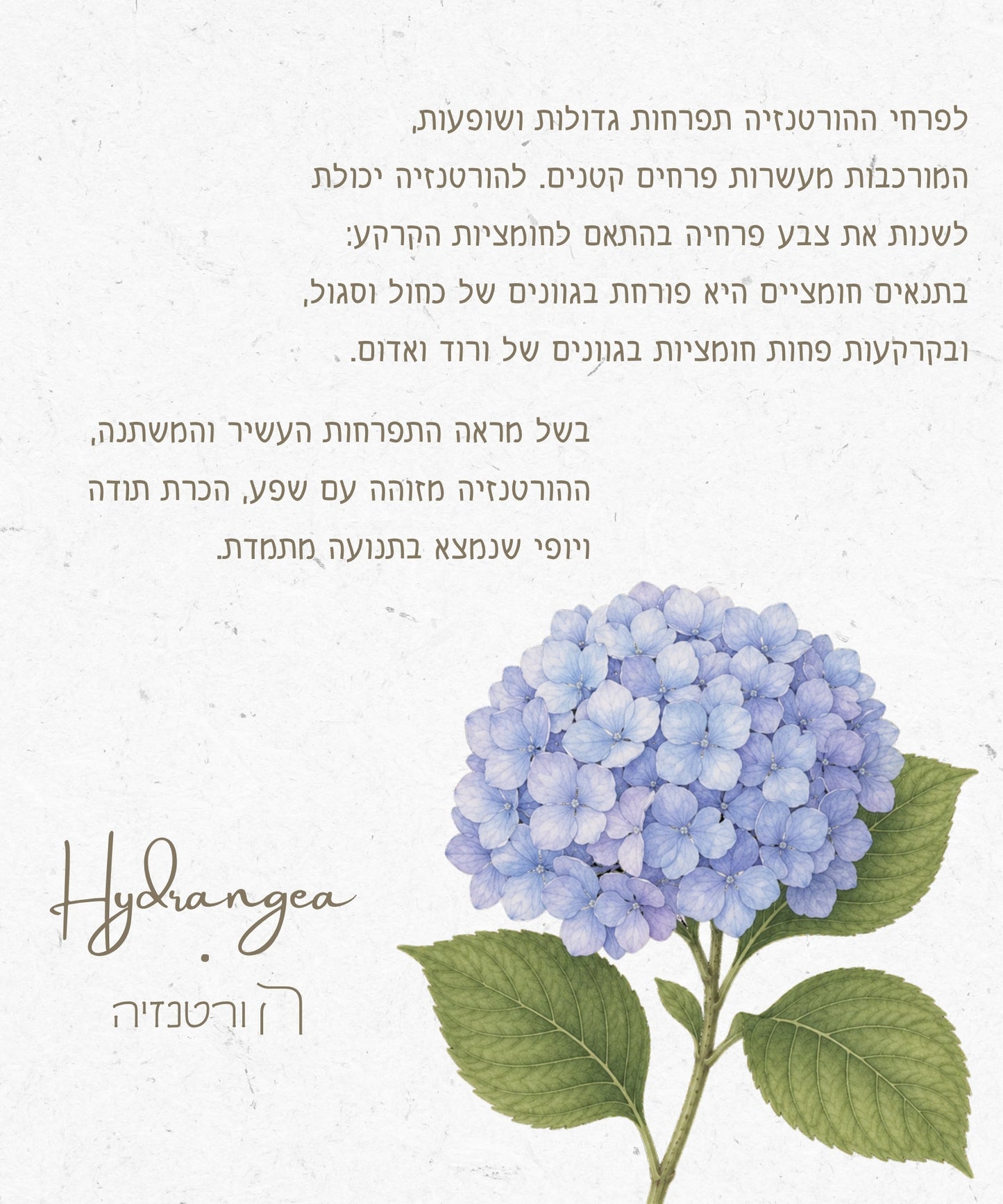 שרשרת פרח הורטנזיה