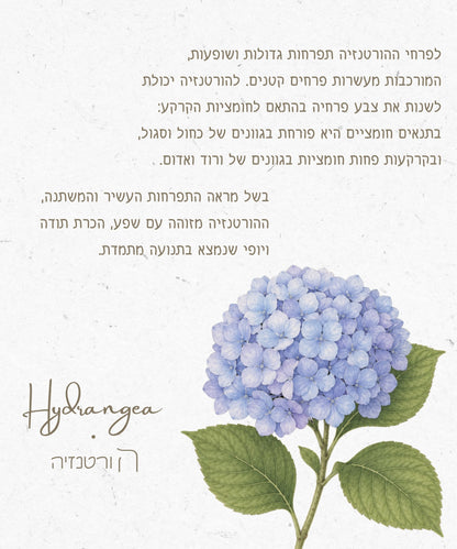 שרשרת פרח הורטנזיה
