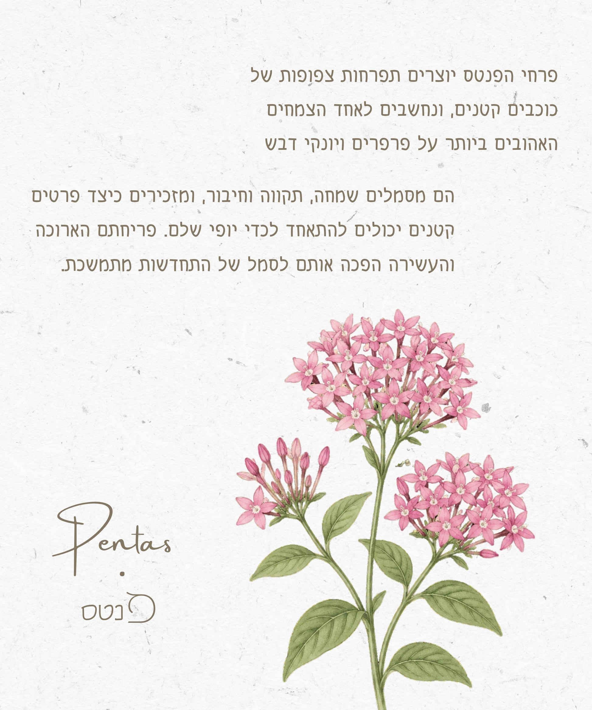 A decorative botanical print featuring pink pentas flowers with green leaves on a textured off-white background, with Hebrew text and the word 'Pentas' in script.